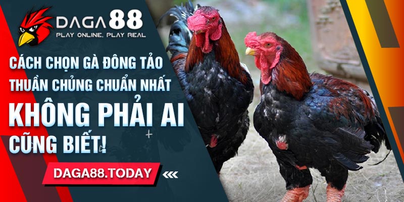 Cách chọn gà đông tảo thuần chủng chuẩn nhất không phải ai cũng biết!