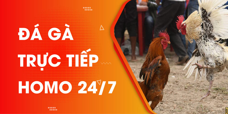 3 lưu ý khi tham gia cược đá gà trực tiếp thomo 24/7