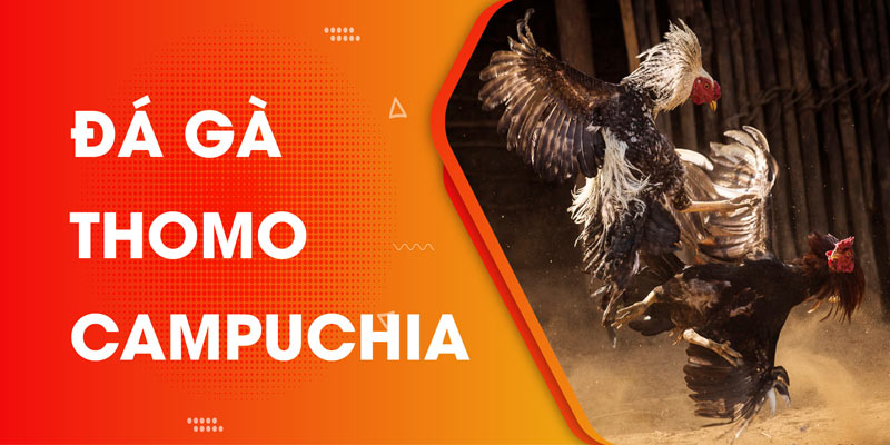 Đá gà thomo campuchia và những thông tin bạn không nên bỏ lỡ