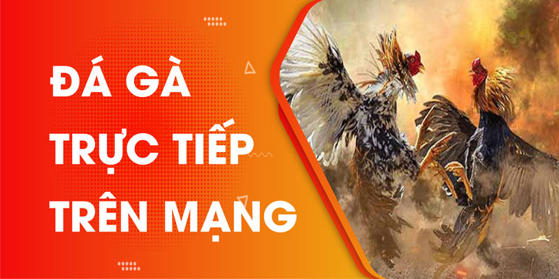 Đá Gà Trực Tiếp Trên Mạng Và Những Kinh Nghiệm Đá Gà Cực Hiệu Quả