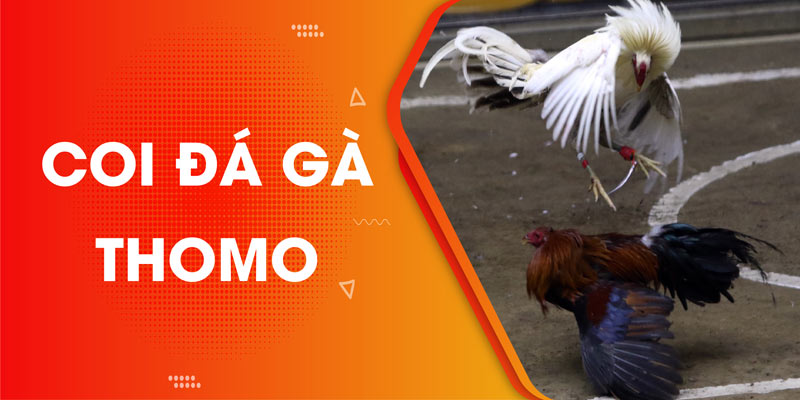 Coi đá gà Thomo và những thông tin cần thiết cho người mới bắt đầu chơi