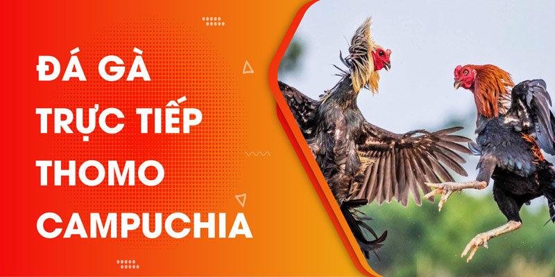 truc-tiep-da-ga-thomo-campuchia