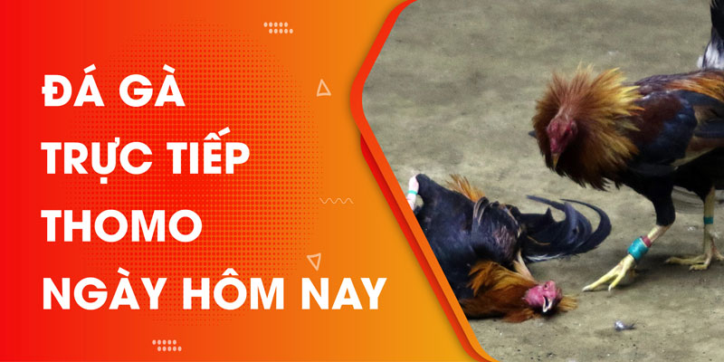 Tìm hiểu đôi chút về đá gà trực tiếp thomo ngày hôm nay