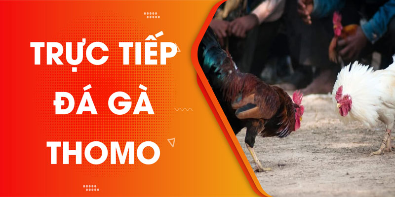 trực tiếp đá gà thomo