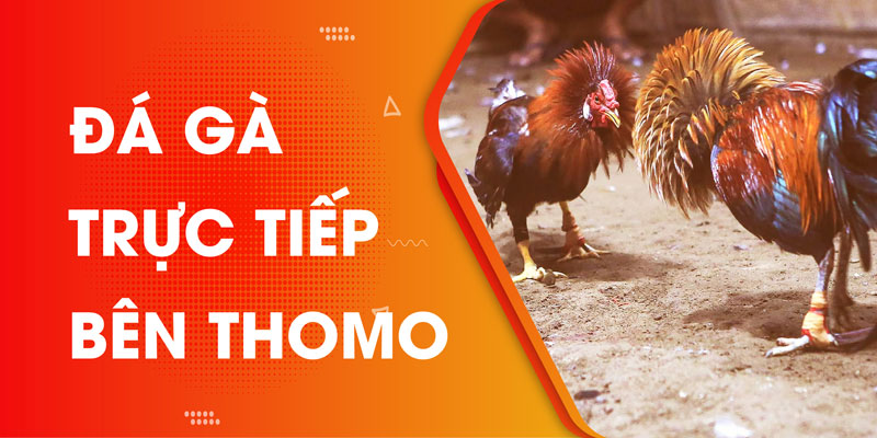 Luật chơi đá gà trực tiếp bên thomo như thế nào?