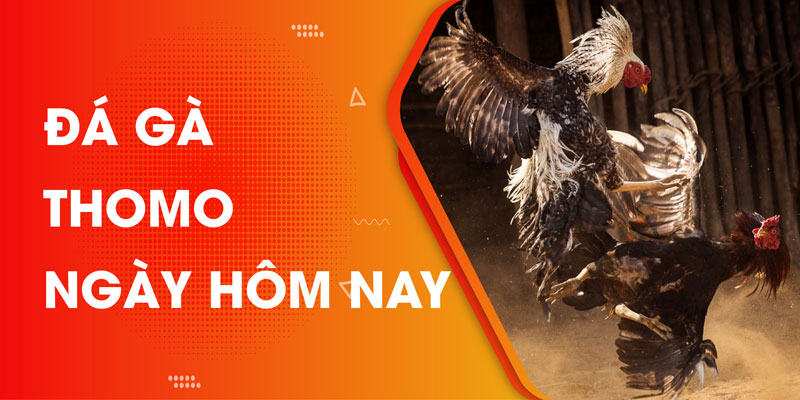 DAGA88 - Địa chỉ đá gà thomo ngày hôm nay uy tín hàng đầu