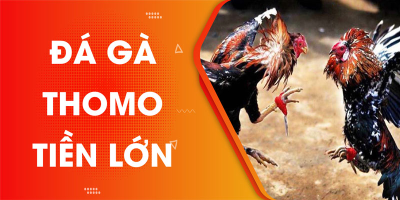 Đá gà thomo tiền lớn là gì? Hình thức đá gà này có vi phạm pháp luật không?