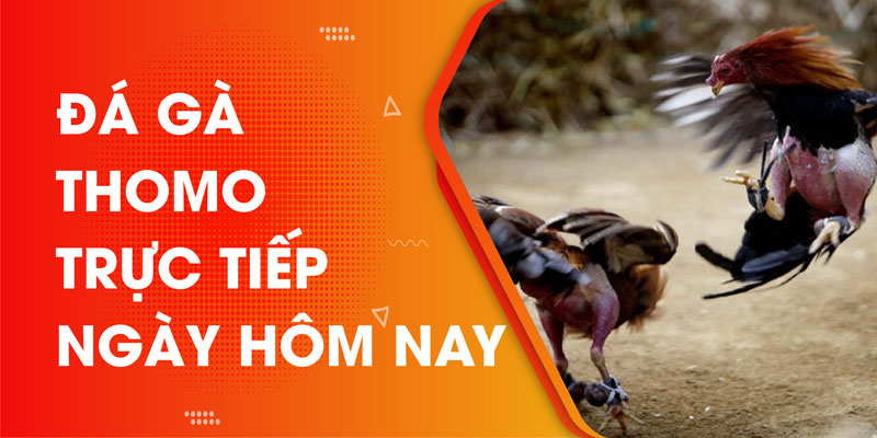 Đá gà thomo trực tiếp ngày hôm nay tại nhà cái DAGA88