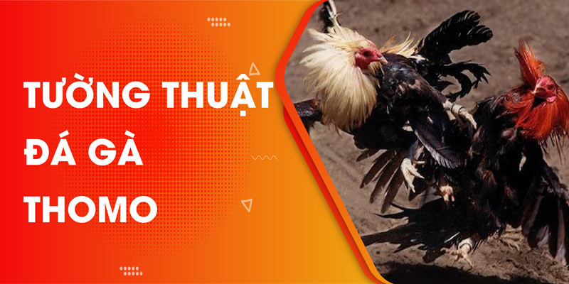 Tường thuật đá gà thomo tại nhà cái DAGA88 nhanh nhất