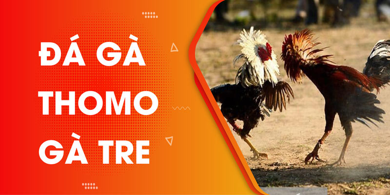 Đá gà thomo gà tre và cách chọn gà đá chuẩn