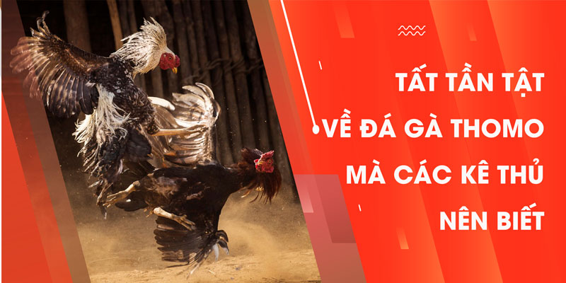 Tất tần tật về đá gà thomo mà các kê thủ nên biết