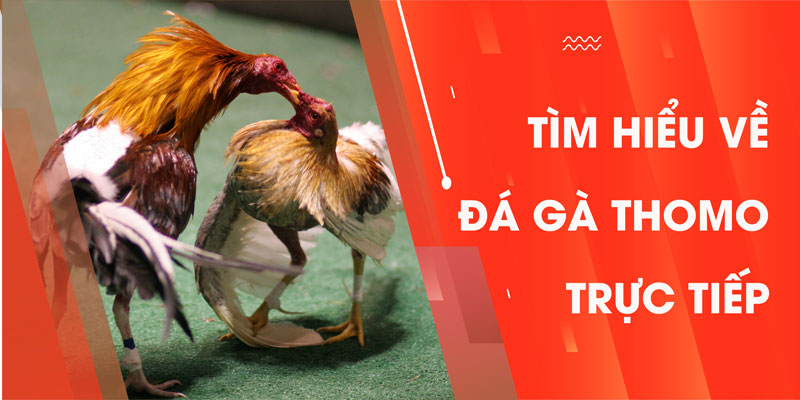Tìm hiểu về đá gà thomo trực tiếp chi tiết nhất