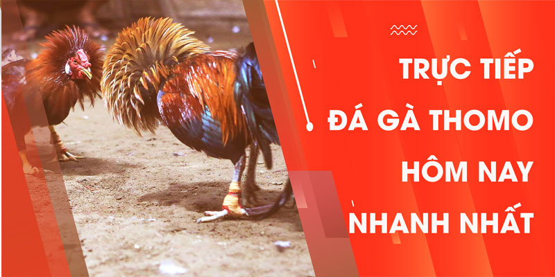 Trực tiếp đá gà Thomo hôm nay nhanh nhất phát ở đâu?