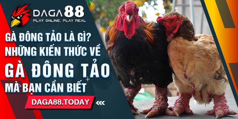 Gà Đông Tảo Là Gì? Những Kiến Thức Về Gà Đông Tảo Bạn Cần Biết
