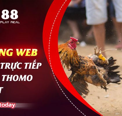 Top 3 trang web xem đá gà trực tiếp trên mạng Thomo uy tín nhất
