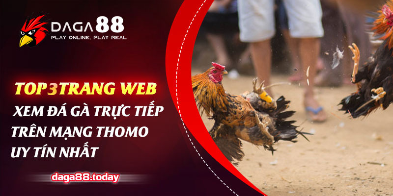 Top 3 trang web xem đá gà trực tiếp trên mạng Thomo uy tín nhất