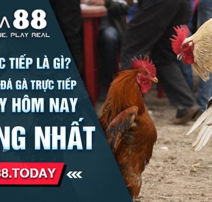 Xem Đá Gà Trực Tiếp Thomo Ngày Hôm Nay Dễ Thắng Nhất