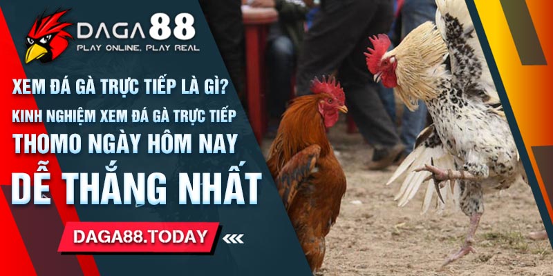 Xem Đá Gà Trực Tiếp Thomo Ngày Hôm Nay Dễ Thắng Nhất