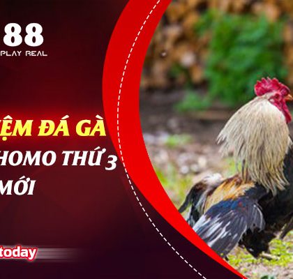 Kinh nghiệm đá gà trực tiếp thomo thứ 3 cho người mới bắt đầu