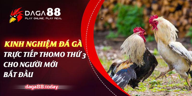 Kinh nghiệm đá gà trực tiếp thomo thứ 3 cho người mới bắt đầu