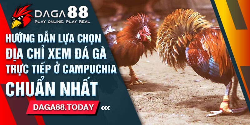 Hướng Dẫn Lựa Chọn Địa Chỉ Xem Đá Gà Trực Tiếp Ở Campuchia Chuẩn Nhất