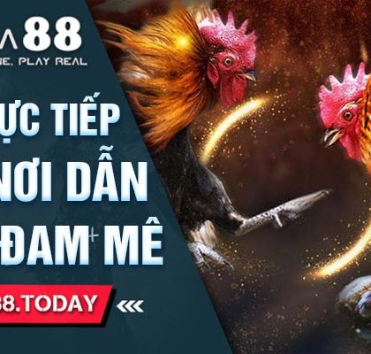 Đá Gà Trực Tiếp SV388 Nơi Dẫn Nguồn Đam Mê
