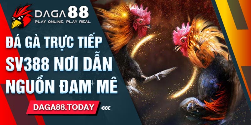 Đá Gà Trực Tiếp SV388 Nơi Dẫn Nguồn Đam Mê