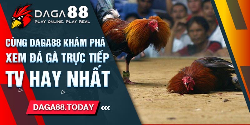 Cùng Daga88 Khám Phá Xem Đá Gà Trực Tiếp TV Hay Nhất