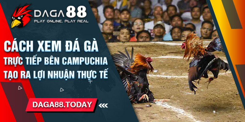 Cách xem đá gà trực tiếp bên campuchia tạo ra lợi nhuận thực tế