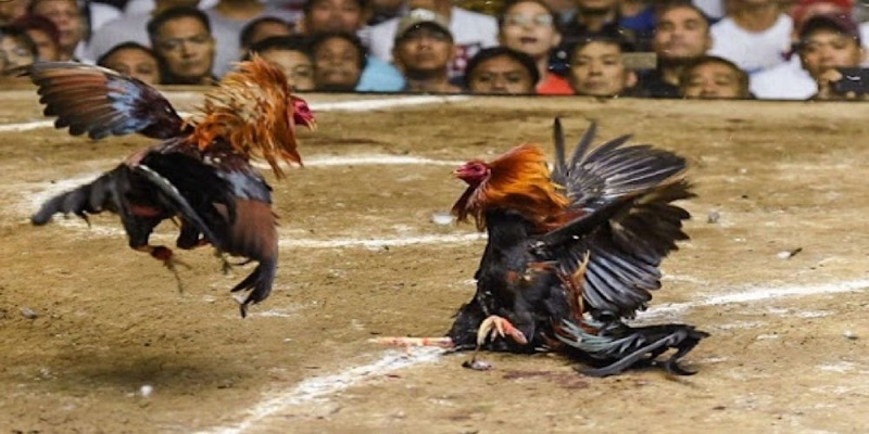 Cần nghiên cứu kỹ càng về bảng thành tích đá gà thomo