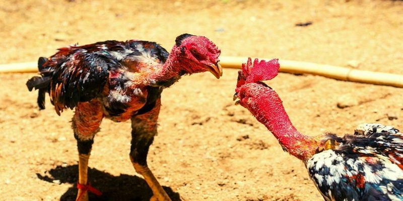Đá gà trực tuyến với nhiều ưu điểm vượt trội so với đá gà thông thường