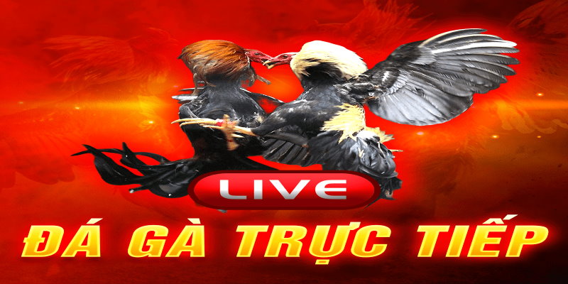 Live đá gà thu hút rất đông đảo anh em kê thủ