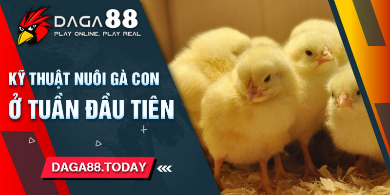 Kỹ thuật nuôi gà con ở tuần đầu tiên bạn nên biết
