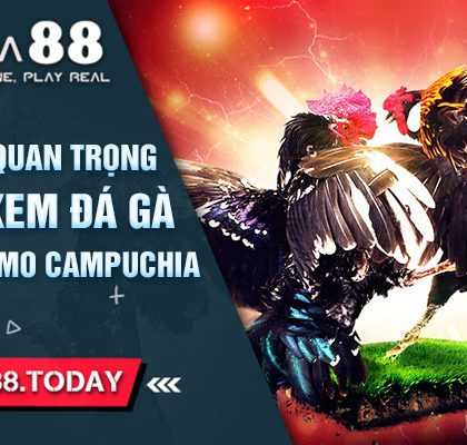 Những Lưu Ý Quan Trọng Nhất Khi Xem Đá Gà Trực Tiếp Thomo Campuchia