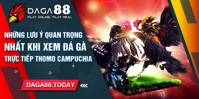 Những Lưu Ý Quan Trọng Nhất Khi Xem Đá Gà Trực Tiếp Thomo Campuchia