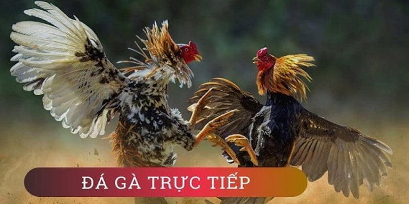Đá gà trực tiếp thomo hấp dẫn theo từng giây phút 
