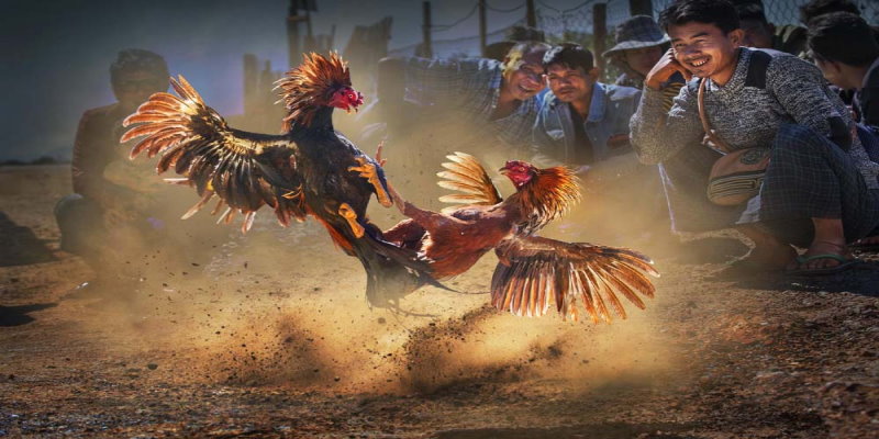 Đá gà thomo trực tuyến được rất nhiều anh em bet thủ ưa chuộng