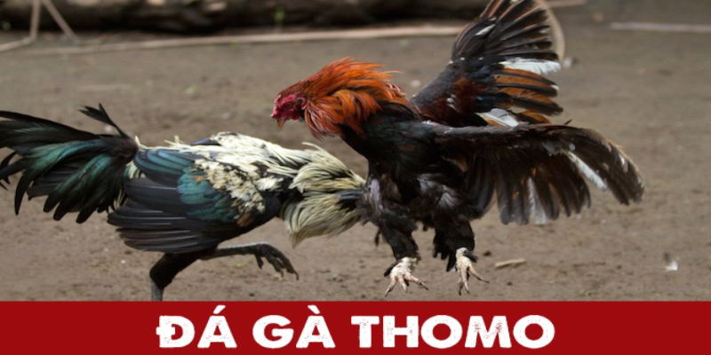 Xem đá gà trực tiếp tv là một trải nghiệm tuyệt vời tại Daga88