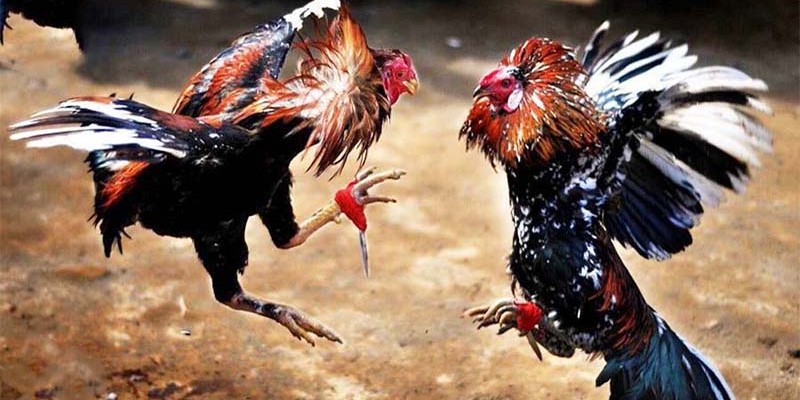 quy-dinh-ve-can-nang-cua-chien-ke