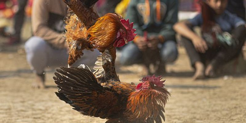 Tìm hiểu đá gà bên thomo là gì?