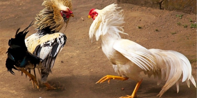 Lợi ích khi chơi đá gà bên thomo tại DAGA88