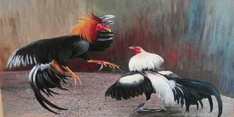 Tìm hiểu cho tiết về đá gà thomo
