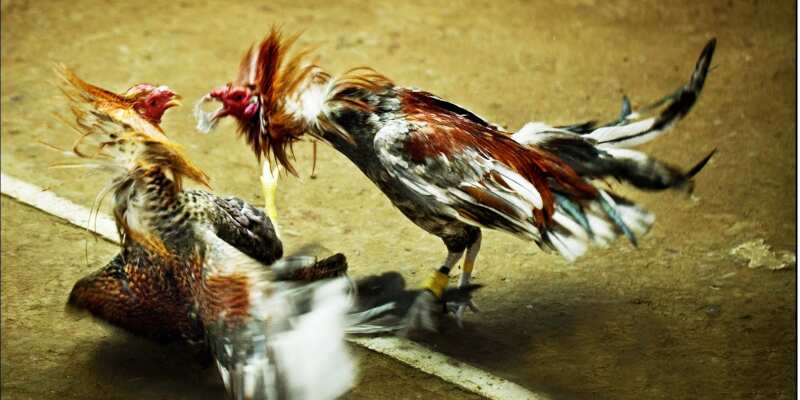 Ưu điểm tuyệt vời của đá gà thomo