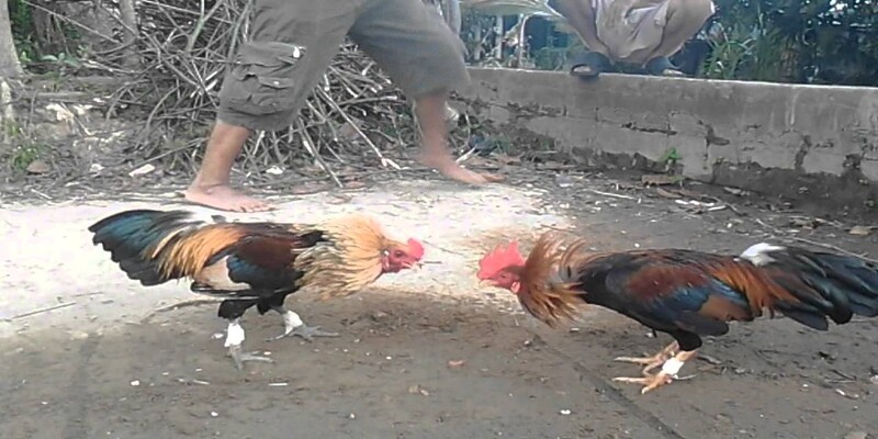Tìm hiểu đá gà thomo gà tre là gì?
