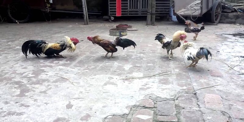 Một số giống gà tre tiêu biểu và phổ biến
