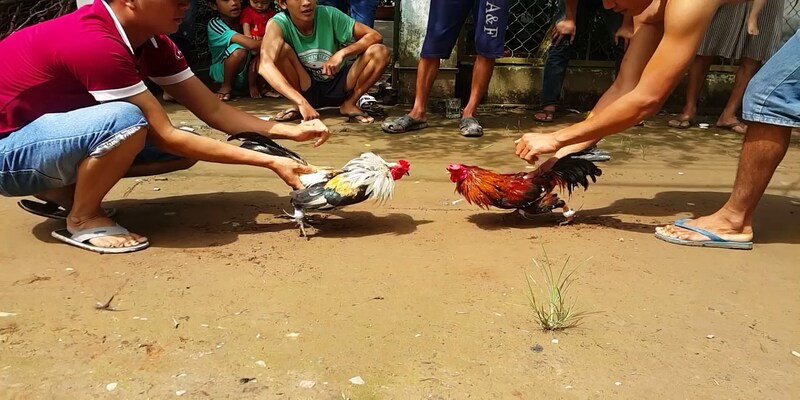 Tiêu chuẩn về hình thể đá gà thomo gà tre
