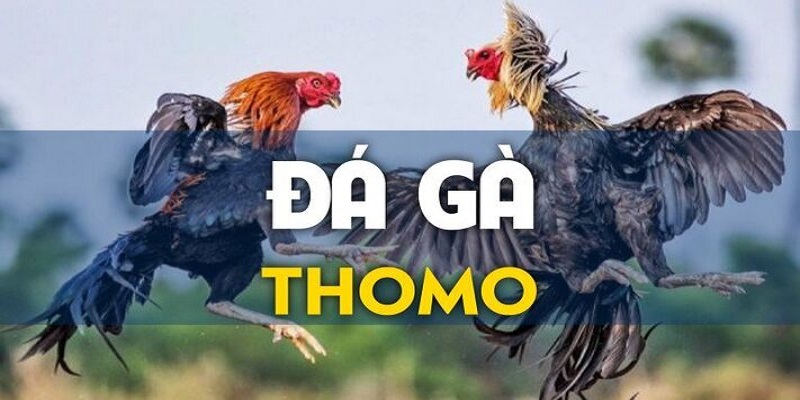 Các hình thức đá gà thomo phổ biến nhất