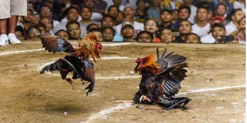 Luật chơi trong đá gà thom