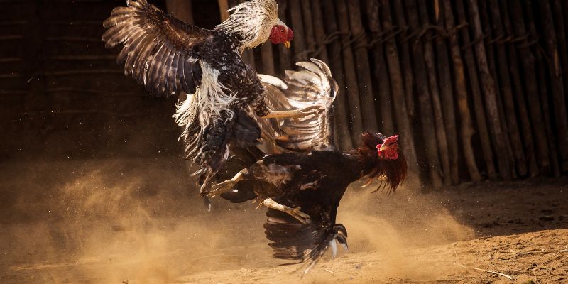 Tìm hiểu đôi chút về đá gà thomo ngày hôm nay