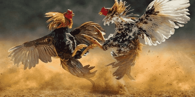 Ưu điểm khi xem đá gà thomo ngày hôm nay tại DAGA88